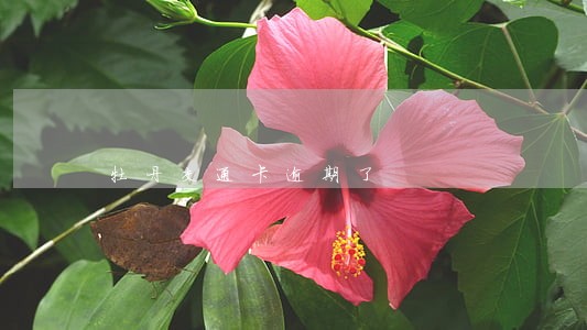 牡丹交通卡逾期了 牡丹交通卡逾期了
