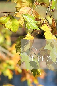 牡丹准贷记卡逾期多久会被冻结 牡丹准贷记卡逾期多久会被冻结
