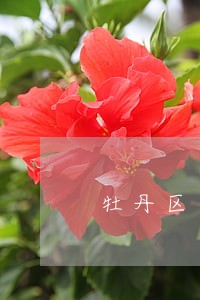 牡丹区司法局局长 牡丹区司法局局长