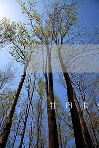 牡丹卡分期逾期利率 牡丹卡分期逾期利率