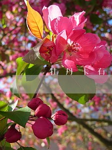 牡丹卡有逾期可以再办信用 牡丹卡有逾期可以再办信用