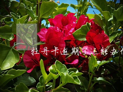 牡丹卡逾期了还能办信用卡吗