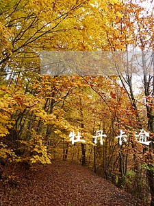 牡丹卡逾期房贷申请不了 牡丹卡逾期房贷申请不了