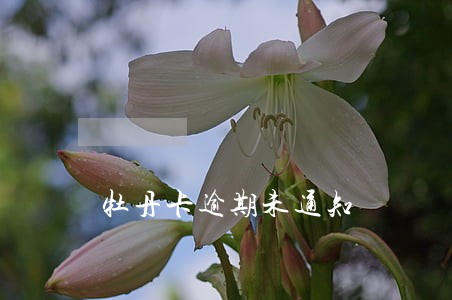 牡丹卡逾期未通知 牡丹卡逾期未通知