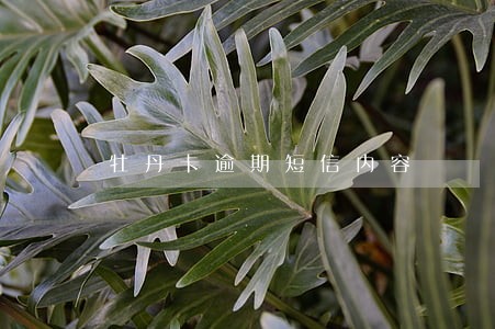 牡丹卡逾期短信内容 牡丹卡逾期短信内容