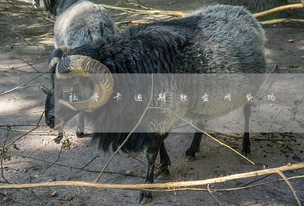 牡丹卡逾期能坐网贷吗 牡丹卡逾期能坐网贷吗