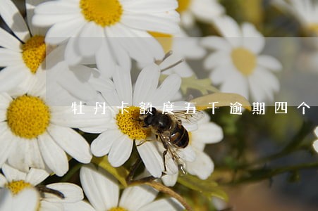 牡丹卡额度五千逾期四个月 牡丹卡额度五千逾期四个月