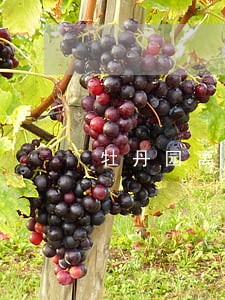 牡丹园离婚房产纠纷律师 牡丹园离婚房产纠纷律师