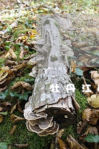 牡丹江娱乐法律师在线免费咨询 牡丹江娱乐法律师在线免费咨询