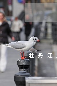 牡丹江房产律师专业咨询 牡丹江房产律师专业咨询