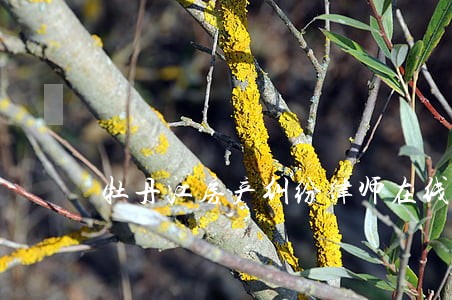 牡丹江房产纠纷律师在线 牡丹江房产纠纷律师在线
