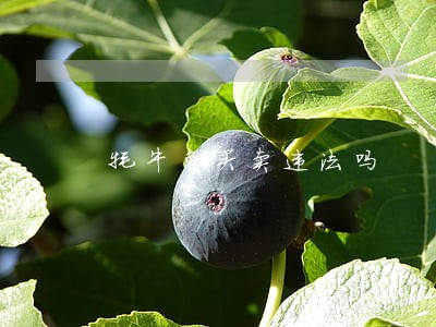 牦牛角买卖违法吗 牦牛角买卖违法吗