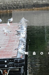 物业0申报逾期怎么办 物业0申报逾期怎么办