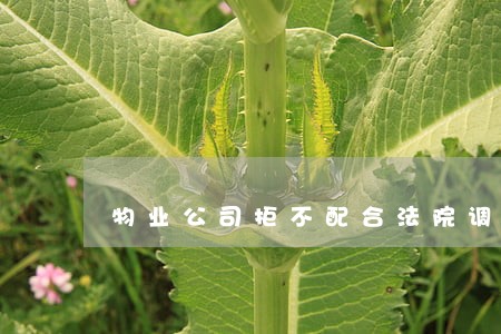 物业公司拒不配合法院调查 物业公司拒不配合法院调查
