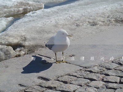 物业公司法律顾问授课 物业公司法律顾问授课
