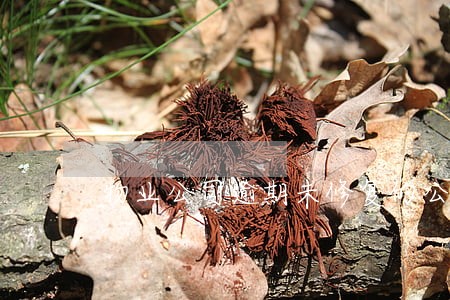 物业公司逾期未修复的公告 物业公司逾期未修复的公告