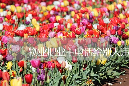 物业把业主电话给别人违法吗 物业把业主电话给别人违法吗