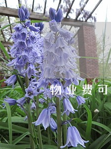 物业费可以逾期多长时间交 物业费可以逾期多长时间交