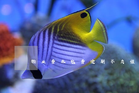 物业费水电费逾期不交催款方式 物业费水电费逾期不交催款方式