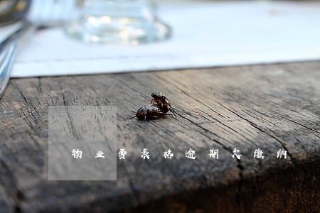 物业费表格逾期欠缴纳 物业费表格逾期欠缴纳