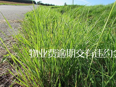 物业费逾期交有违约金吗 物业费逾期交有违约金吗