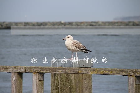 物业费逾期付款的 物业费逾期付款的