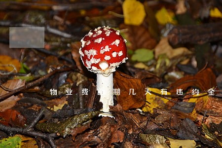 物业费逾期几天有违约金吗 物业费逾期几天有违约金吗