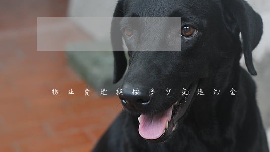 物业费逾期按多少交违约金