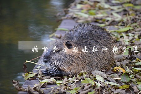 物业费逾期收取滞纳金通知 物业费逾期收取滞纳金通知