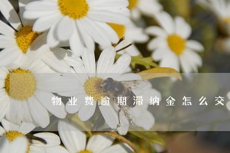 物业费逾期滞纳金怎么交 物业费逾期滞纳金怎么交