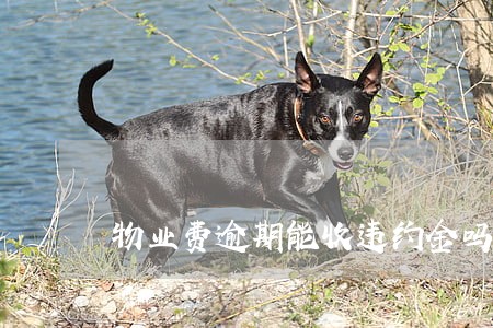 物业费逾期能收违约金吗 物业费逾期能收违约金吗
