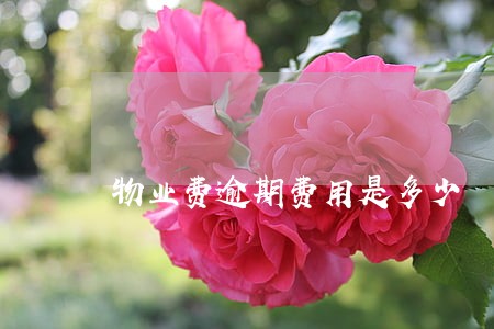 物业费逾期费用是多少 物业费逾期费用是多少