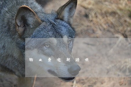 物业费逾期赔偿 物业费逾期赔偿