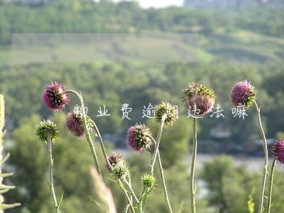 物业费逾期违法嘛 物业费逾期违法嘛