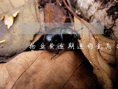 物业费逾期违约金怎么计算 物业费逾期违约金怎么计算