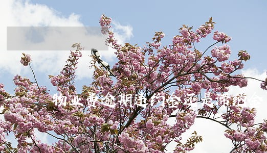 物业费逾期违约金还是滞纳金 物业费逾期违约金还是滞纳金