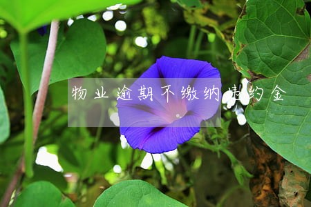 物业逾期不缴纳违约金 物业逾期不缴纳违约金