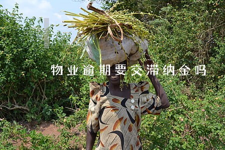 物业逾期要交滞纳金吗 物业逾期要交滞纳金吗