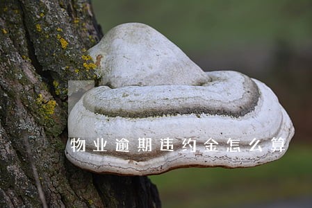物业逾期违约金怎么算 物业逾期违约金怎么算