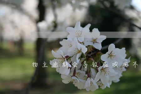 物主逾期会导致花呗用不了吗 物主逾期会导致花呗用不了吗
