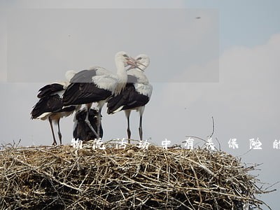 物流活动中有关保险的法律法规 物流活动中有关保险的法律法规