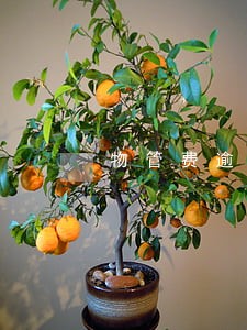 物管费逾期有滞纳金吗 物管费逾期有滞纳金吗