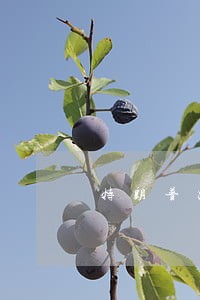 特朗普出台法律不让拜登当选 特朗普出台法律不让拜登当选