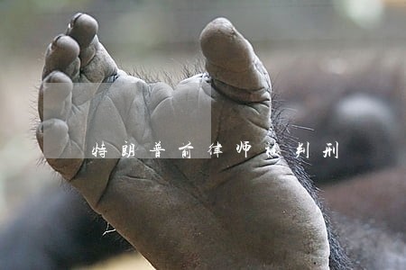 特朗普前律师被判刑 特朗普前律师被判刑