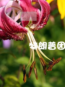 特朗普团队在佐治亚州提起诉讼 特朗普团队在佐治亚州提起诉讼