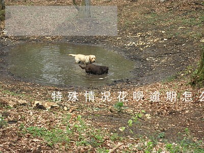 特殊情况花呗逾期怎么办 特殊情况花呗逾期怎么办