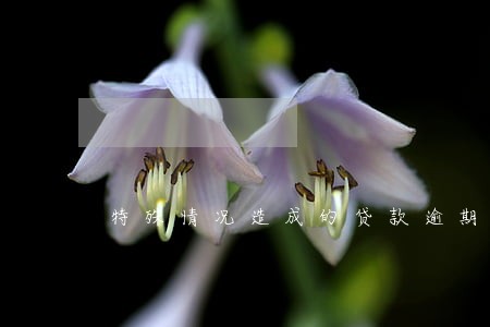 特殊情况造成的贷款逾期 特殊情况造成的贷款逾期