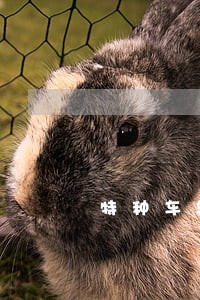 特种车辆拉普通货物违法 特种车辆拉普通货物违法