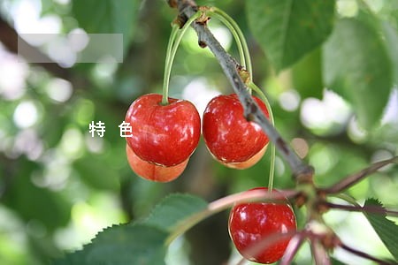 特色 特色