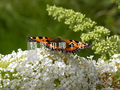 特警和哪个好